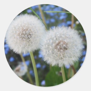 blauw, boterbloem, plant, paardenbloem, weide, wit ronde sticker