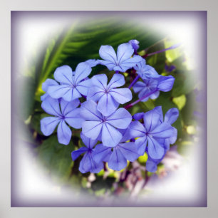 blauw bouquet poster