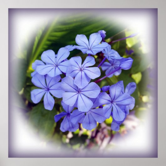 blauw bouquet poster (Voorkant)