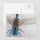 Blauw Briefkaart (Voorkant / Achterkant)