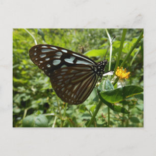Blauw briefkaart vlinder