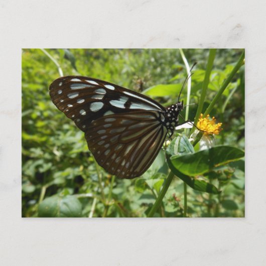 Blauw briefkaart vlinder (Voorkant)