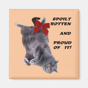 Blauw Brits horthair kat friet magnet Magneet