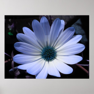Blauw Daisy Flower Poster