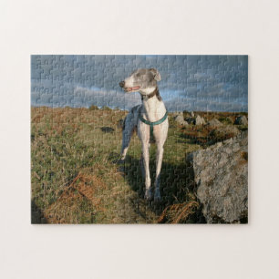 Blauw de windhond legpuzzel