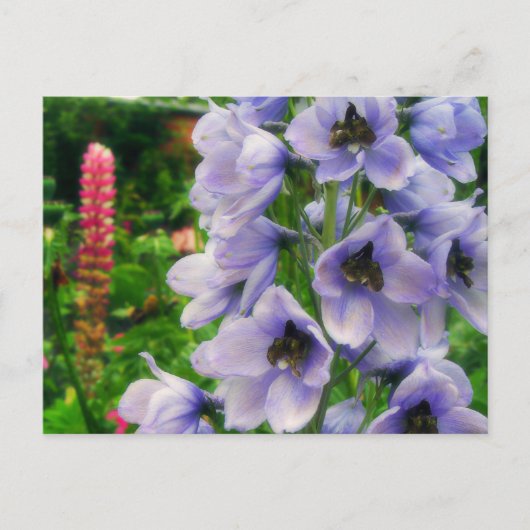 Blauw Delphinium Briefkaart (Voorkant)