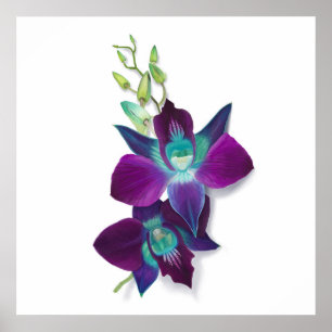 Blauw Dendrobium of Blauw Bom Orchid Painting Poster