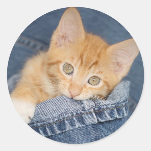Blauw Denim Sinaasappel Katten Sticker (Voorkant)