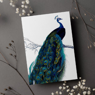 blauw Elegant kleurig Peacock