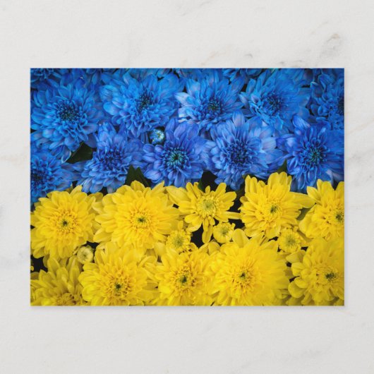 Blauw en Geel Chrysanthemum Natuur Foto Poster Briefkaart (Voorkant)