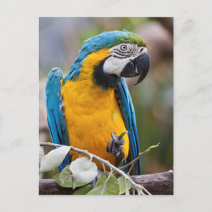 Blauw en geel Macaw Briefkaart