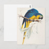 Blauw en geel Macaw Briefkaart (Voorkant / Achterkant)