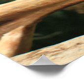 Blauw en geel Macaw Poster (Hoek)