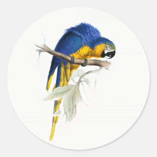 Blauw en geel Macaw  Ronde Sticker (Voorkant)
