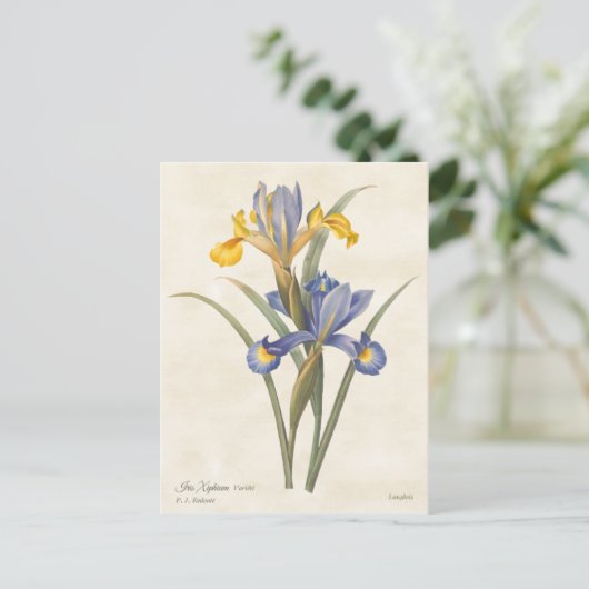Blauw en geel Spaans Iris  Botanisch Briefkaart (Staand voorkant)