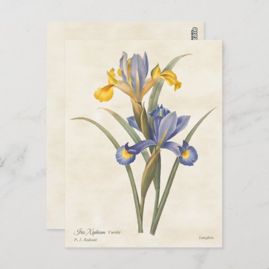 Blauw en geel Spaans Iris  Botanisch Briefkaart (Voorkant / Achterkant)