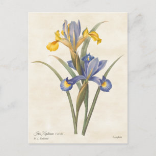 Blauw en geel Spaans Iris  Botanisch Briefkaart