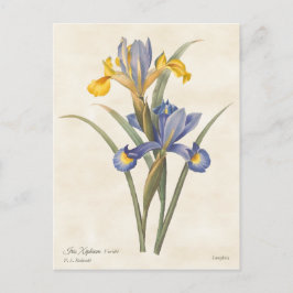 Blauw en geel Spaans Iris Botanisch Briefkaart