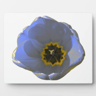 Blauw en geel Tulip Plaque Fotoplaat
