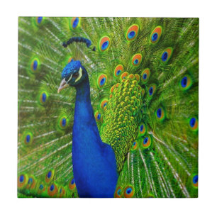 BLAUW- EN GROENE PEACOCK-KERAMISCHE TITEL TEGELTJE