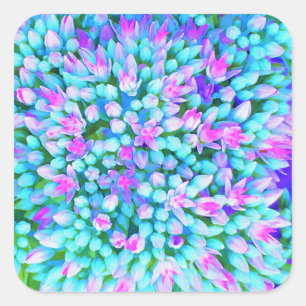 Blauw en heet roze vetplant Sedum Bloemen Detail Vierkante Sticker