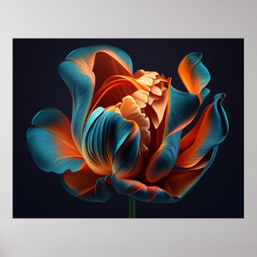 Blauw en Oranje Tulp op een zwarte achtergrond Poster (Voorkant)