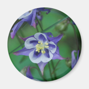 Blauw en Witte Columbine Flowers Magnet Magneet