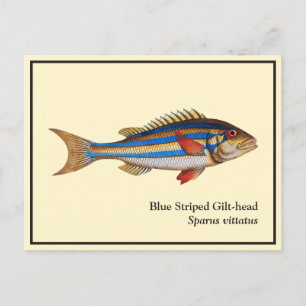 blauw gestreepte visschilfers met viskop briefkaart