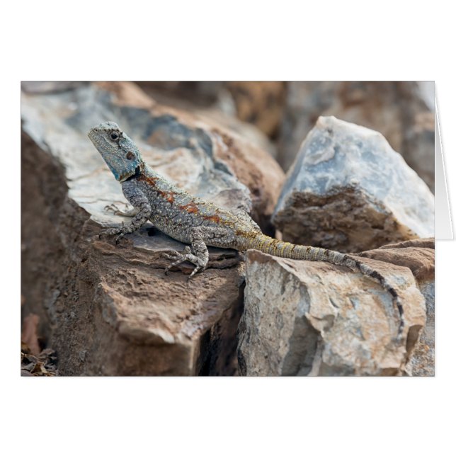 Blauw hoofd Agama (Voorkant Horizontaal)