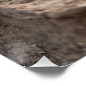 Blauw hoofd Agama Perfect Poster (Hoek)