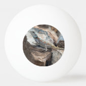 Blauw hoofd Agama Pingpongballen (Achterkant)