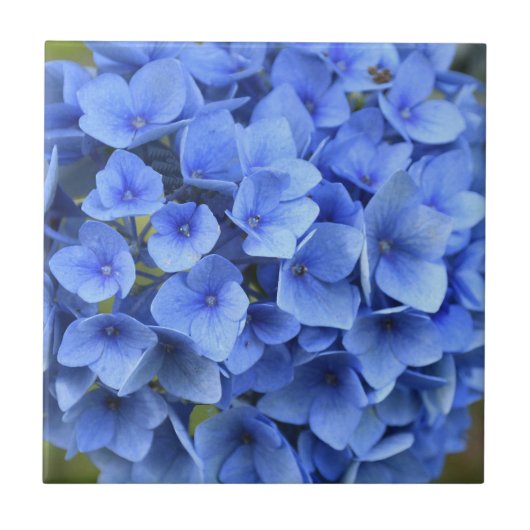  Blauw Hydrangea Bloom Floral Tegeltje (Voorkant)