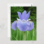  blauw Indigosiberiaans Iris Bloom Briefkaart (Voorkant / Achterkant)