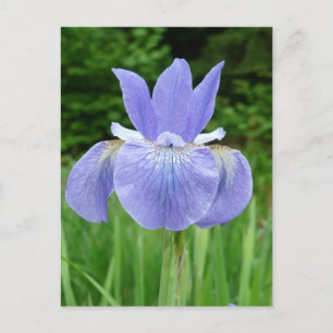 blauw Indigosiberiaans Iris Bloom Briefkaart