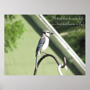 Blauw Jay Foto Inspirerend Quote Poster