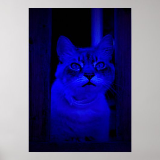Blauw Kat Poster (Voorkant)