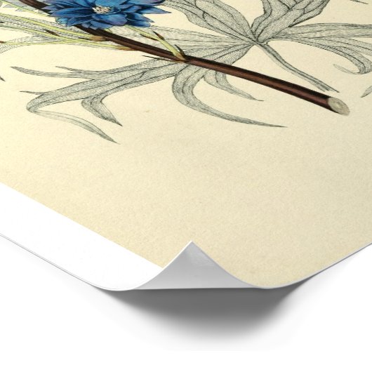 blauw-larkspurventiel poster (Hoek)