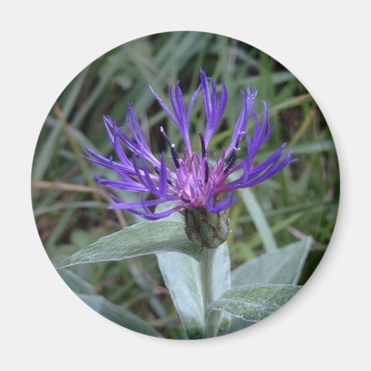 Blauw Magneet (Voorkant)