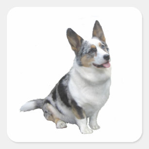 Blauw Merle Welsh Corgi Vierkante Sticker