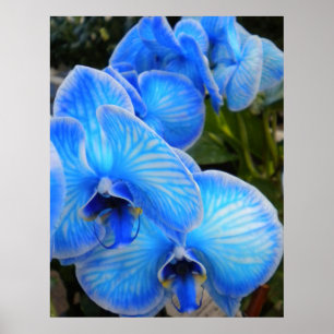 Blauw Mystique Orchids Poster
