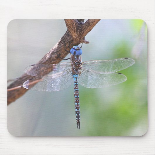 Blauw - Oogige Darner Dragonfly Muismat (Voorkant)