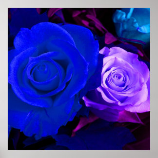Blauw Paars Roos Poster