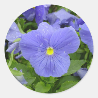 Blauw/Paarse Pansy Sticker