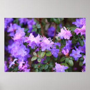 blauw-paarse roodendron poster