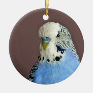 blauw parkiet foto keramisch ornament