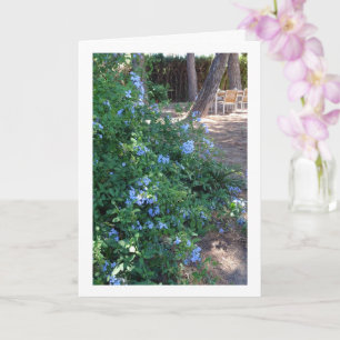 Blauw Plumbago Bloeiend Plant Kaart