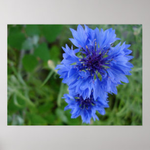 Blauw Poster van Cornflower