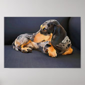 blauw poster van dachshund (Voorkant)