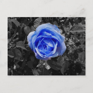 Blauw Roos Briefkaart