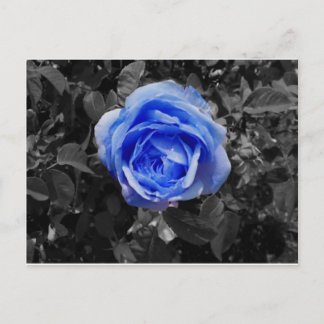 Blauw Roos Briefkaart
